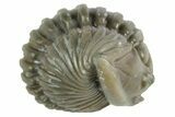 Wide Enrolled Flexicalymene Trilobite - Mt Orab, Ohio #380299-1